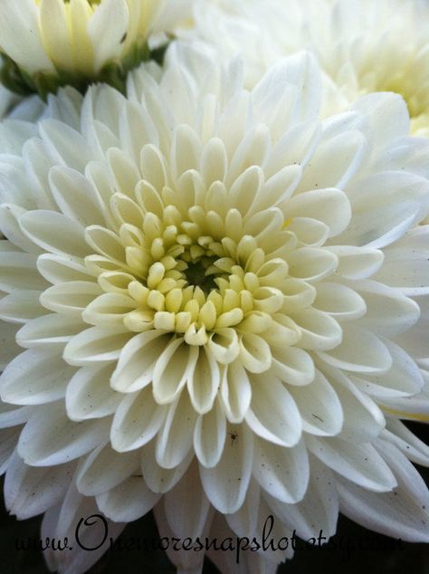 White Mums  Photo Magnet by OneMoreSnapshot on Etsy Collage Tattoo, White Mums, Mums Flowers, Dahlia Flowers, Salon Owners, Hair Styling Tools, Plant Ideas, Flower Bomb, Hair Stylists