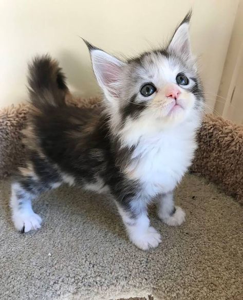 Maine Coon Kitten. #MaineCoonCatsAndKittens Majestic Cat, Siamese Kittens, Character Traits, Cat Breed, Baby Kittens, Cat Facts, Atticus, Cute Cats And Kittens, Kitty Cats