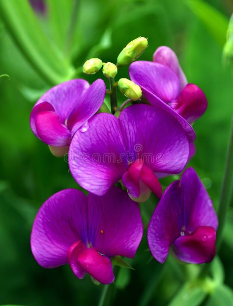 Sweet Pea. Close up shot of pink sweet pea flower , #affiliate, #Close, #shot, #Sweet, #Pea, #pea #ad Sweet Peas Flowers, Flowers September, Sweet Pea Flower, Pretty Furniture, Flora Garden, Sweet Pea Flowers, Flower Image, Flower Close Up, Pea Flower