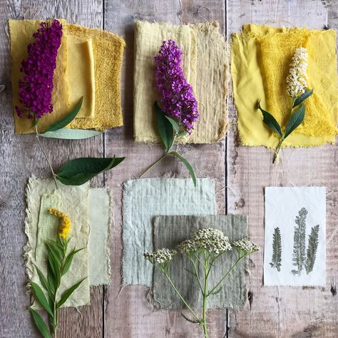 Dyeing with garden flowers Goldenrod Flower, Avocado Dyeing, Pink Dye, Natural Dyeing, Botanical Dyeing, Eco Printing, Plant Dyes, Natural Plant, How To Dye Fabric