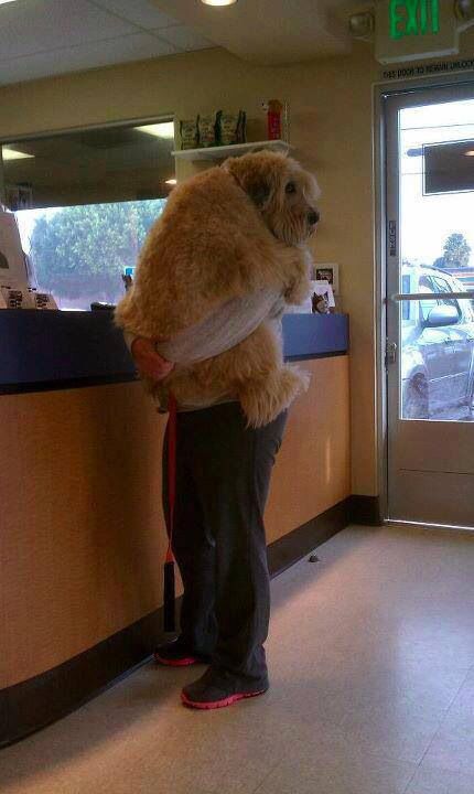 Guy holding big dog at vets funny Dogs Hugging, Dog Quotes Funny, 강아지 그림, Large Dog Breeds, How Big Is Baby, Best Funny Pictures, Big Dogs, Animals Friends, Dog Person