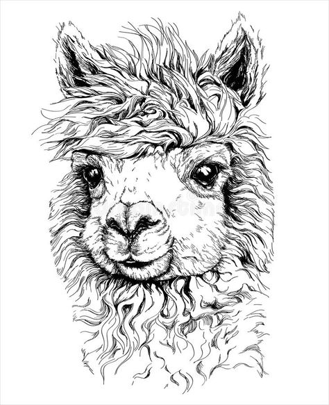 Download Realistic Sketch Of LAMA Alpaca, Black And White Drawing, Isolated On White Stock Vector - Illustration of fine, isolated: 45957119 Alpaca Drawing, Llama Drawing, Llama Art, Realistic Sketch, Alpaca Farm, Cow Face, Llama Drama, Ink Drawings, Arte Sketchbook