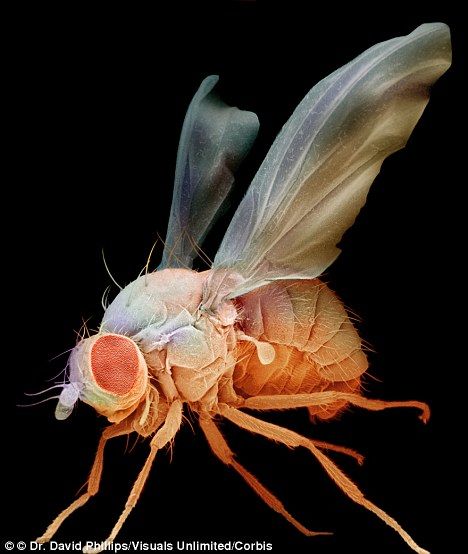 Drosophila Melanogaster, Science Report, Science Drawing, What Could Possibly Go Wrong, Plant Insects, Well Images, Fruit Fly, Insect Wings, Cool Bugs