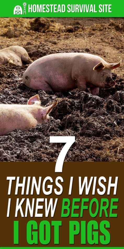 Pig Fence, Pig Shelter, Pig Feeder, Pig Waterer, Homesteading Animals, Pig Breeds, Pig Feed, Raising Pigs, Raising Farm Animals