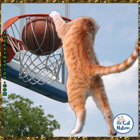 This cat is going to the All-Stars!  #cat #kitten #kitty #cats #kittens #pet #cats #pets #catmemes #memes Cat Basketball, Aquarius Szn, Bodega Cat, Pet Cats, Weird Images, Playing Football, Girly Art Illustrations, Cats Kittens, Ginger Cats