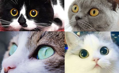 Cat Language Eyes, Eye Science, Cat With One Eye, Teary Eyed Cat, 2 Different Eye Colors Cat, Cat Pupils, Cat With Different Colored Eyes, Science Cat, Different Types Of Cats