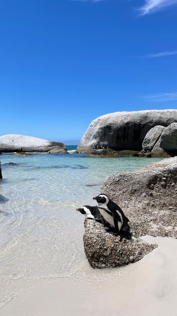 Where To Find Me | Maz on Instagram: "Did you know that you can swim with wild African penguins? - Located 40 minutes from Cape Town, Boulders Beach is one of South Africa’s prettiest beaches and also where you can find a protected colony of African penguins in their natural habitat. An idyllic cove with panoramic views across False Bay and penguins waddling freely, Boulders Beach truly is one of the best things to experience when visiting South Africa! 🐧" Penguin Habitat, Things To Experience, Boulders Beach, African Penguin, Visit South Africa, Boulder Beach, Pretty Beach, Adventure Awaits, Cape Town