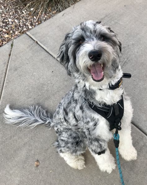 Aussiedoodle Haircut, Merle Doodle, Merle Labradoodle, Blue Merle Aussiedoodle, Doodle Haircuts, Aussie Doodle, Mini Aussiedoodle, Aussiedoodle Puppies, Doodle Dogs