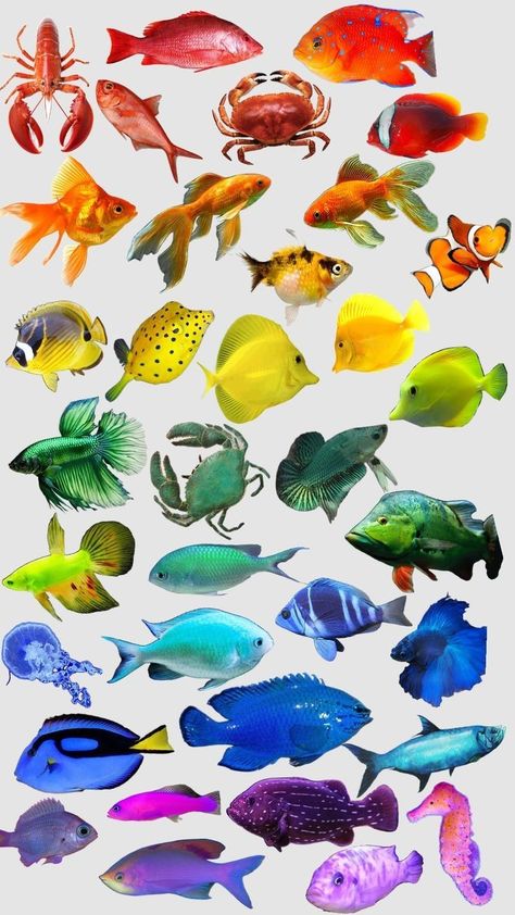 Shuffles Collage, Fish Collage, Fish Chart, College Walls, Cool Fish, Baby Learning Activities, Fish Illustration, Types Of Fish, Collage Illustration