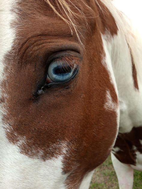 Barn Aesthetic, Crazy Nature, Quotes Light, Crafts Animals, Artsy Photography, Aesthetic Forest, Pinto Horse, Bay Horse, Fur Texture