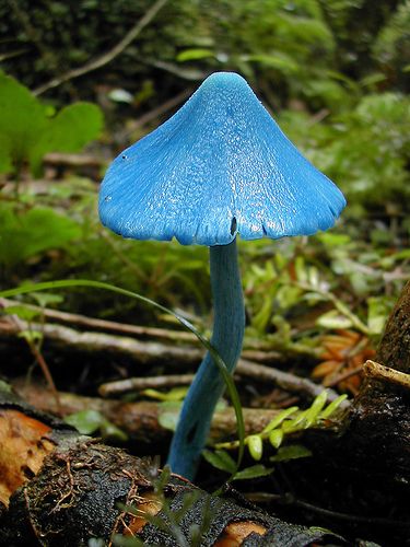 ✿ Sky Blue Mushroom ~ Entoloma Hochstetteri ✿ Pretty Mushrooms, Blue Mushrooms, The Magic Faraway Tree, Faraway Tree, Blue Mushroom, Mushroom Images, Lichen Moss, Mushroom Pictures, Slime Mould