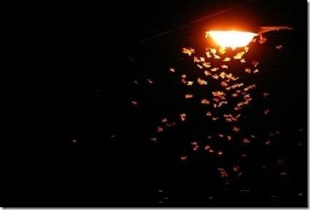 Moths Flying, Moth Fly, The Glass Menagerie, Human Environment, Urban Tree, Nocturnal Animals, Flying Insects, Online Blog, Well Lights