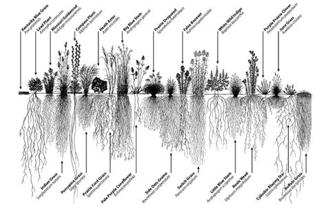 What does it mean when weeds compete? (gardening for beginners forum at permies) Vegetation Analysis, Soil Profile Diagram, Permaculture Water Management, Constructed Wetland Design, Prairie Plants, Constructed Wetland, Learn Science, Grass Species, Prairie Planting