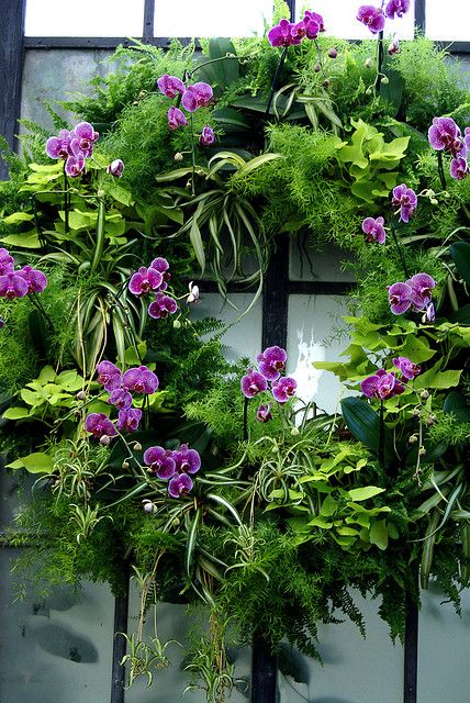 Orchid Christmas Wreath by larryn2009 Live Wreaths, Orchid Garden Ideas, Orchid Wreath, Plant Wreath, Living Wreath, Orchid Garden, Orchids Garden, Wreaths And Garlands, Deco Floral