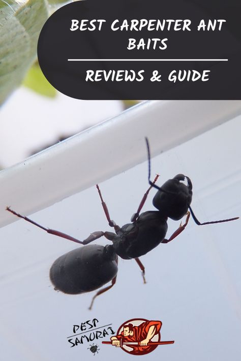 Getting rid of carpenter ants can be a real challenge, so it’s very important to know how to get rid of carpenter ants the right way. What about carpenter ant bait? Is it effective? In this article, find out how do carpenter ant baits work and how to apply them. Also, find out our top 5 best detailed reviewed carpenter ant baits. #ants #getridofants #removeants #carpenterants #nocarpenterants #killcarpenterants Carpenter Ants How To Get Rid Of, Ant Deterrent, Get Rid Of Carpenter Ants, Kill Carpenter Ants, Ant Bait, Carpenter Ants, Sugar Ants, Colorado Cabin, Colorado Cabins