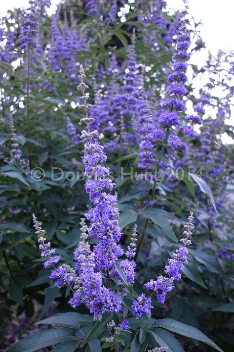 Vitex Tree, Butterfly Bushes, Texas Landscaping, Texas Plants, Agnus Castus, Chaste Tree, Atlanta Botanical Garden, Butterfly Tree, Mid Summer