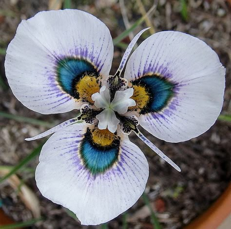 Peacock-Iris [Moraea villosa; Family: Iridaceae] - Flickr - Photo Sharing! Peacock Flower, Orchid Seeds, Unusual Plants, Unusual Flowers, Rare Flowers, Unique Flowers, Exotic Plants, Exotic Flowers, Flower Beauty