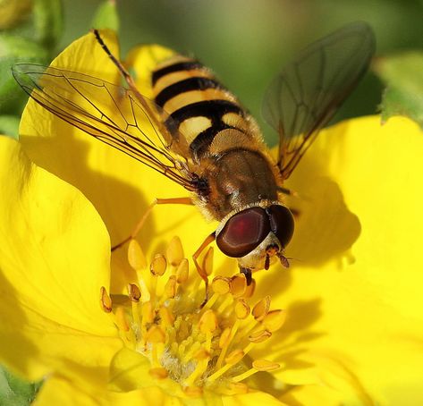 Hoverfly, Bees And Wasps, Animal Print Wallpaper, Animal Nails, Attract Butterflies, Wildlife Photos, Photo Of The Day, Nature Photographs, Anime Tattoos