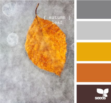 color palette to help me coordinate with orange chair Design Seed, Fall Color Palette, Design Seeds, Color Palate, Colour Board, Orange Brown, Colour Schemes, Color Pallets, Color Swatches