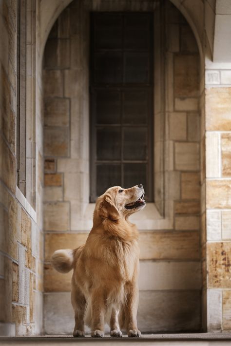 Golden Retriever Urban Dog Photography — J.Klein Photos Urban Dog Photography, Muskegon Michigan, Urban Dog, Corgi Pembroke, Dog Photoshoot, Dog Photograph, Pet Photography, Urban Setting, Natural Lighting