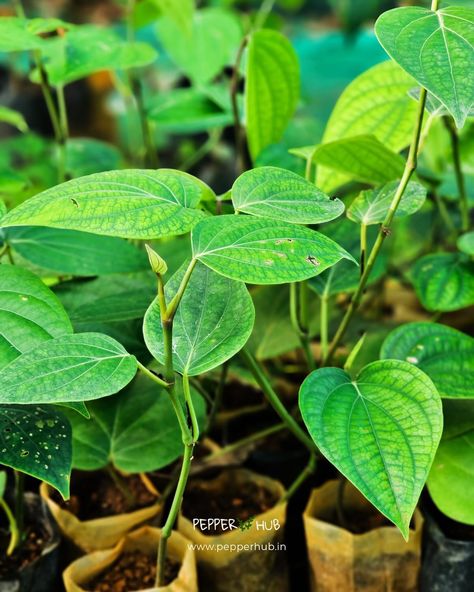 Small Backyard Gardens, Garden Idea, Pepper Plants, Plant Sale, Small Backyard, Backyard Garden, Black Pepper, Agriculture, Stuffed Peppers