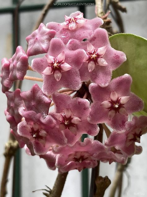 Hoya fungii (Photo by Bun Tay. Used with permission. All rights reserved.)  #hoya #succulent #succulents #cactiandsucculents #succupedia #worldofsucculents  #bloomingsucculent #succulentflower Hoya Fungii, Parasitic Plants, Hoya Flowers, Blooming Succulents, Orchid Bark, Green Veins, Art Landscapes, Hanging Pots, They Live