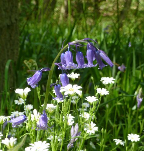 Scottish Bluebells Flowers Of Scotland, Scottish Wildflowers, Scottish Bluebells, Scottish Gardens Highlands Scotland, Colour Combos, Native Plants, Color Combos, Beautiful Gardens, Flower Art