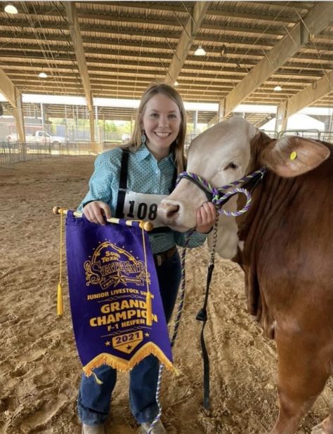 Cattle Aesthetic, Steer Showing, Cow Photoshoot, Cow Showing, Show Cattle Barn, Cattle Showing, Showing Cattle, Livestock Showing, Livestock Judging