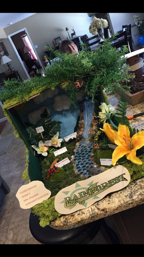 Rainforest school project! Dinosaur School Project, Habitat Diorama, Rainforest Ecosystem, Rainforest Project, Biomes Project, Rainforest Biome, Ecology Projects, Diarama Ideas, Ecosystems Projects