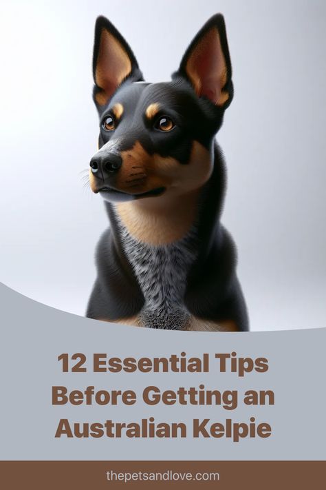 Thinking about adding an Australian Kelpie to your family? Discover the 12 essential things you must know before committing! From their amazing herding instincts and high-energy needs to minimal grooming and trainability, this guide covers it all. Learn why they might not be the best for first-time dog owners but make loyal, affectionate pets. Click to uncover valuable insights on living with this incredible breed! #AustralianKelpie #DogCare #PetParenting #HighlyIntelligentDogs #EnergeticDogs #MentalStimulation #LoyalPets #DogTrainingTips #HerdingDogs #PetGrooming  Ready to learn more? Tap now! Kelpie Puppies, Red Kelpie Puppy, Red Kelpie Dog, Kelpie Dog, Australian Kelpie Dog, Australian Kelpie, Obedience Training, Herding Dogs, Rhodesian Ridgeback