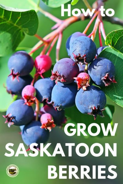 Growing Saskatoon Berries, Saskatoon Berry Crisp, Saskatoon Berry Recipes, Home Made Wine, Acreage Ideas, Backyard Orchard, Fresh Eating, Saskatoon Berry, Berry Patch