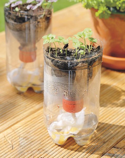 PET-Flaschen Recycling | selbst.de Plastik Recycling, Indoor Herb Garden, Diy Recycle, Herb Garden, Diy Kitchen, Terrarium, Cool Kids, Recycling, Herbs