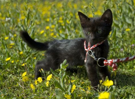 How To Make A Simple Cat Harness Out Of Rope In 8 Steps Instead of buying a harness, here’s how you can make your own cat harness in 8 steps. Step 1: Gather the Right Materials To make your harness, you’re going to need 4-6ft rope with some elasticity, a collar that fits your cat … How To Make A Cat Harness Out Of Rope, Paracord, or Ribbon Read More » Diy Kitten Harness, Cat Harness Crochet, Cat Harness Diy Pattern, Crochet Cat Harness, Diy Cat Harness, Cat Collars Diy, Crochet Pets, Kitten Harness, Cat Tips