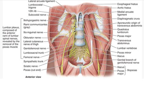 Iliacus Muscle, Hip Muscles Anatomy, Iliac Crest, Psoas Major, Quadratus Lumborum, Femoral Nerve, Transversus Abdominis, Hip Flexibility, Spinal Nerve