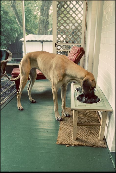 stella-dog-bowls-great-dane Dog Bowl Holder, Dog Eats, Elevated Dog Bowls, Giant Breeds, Great Dane Puppy, Dane Dog, Great Dane Dogs, Breed Dogs, Animal Advocacy