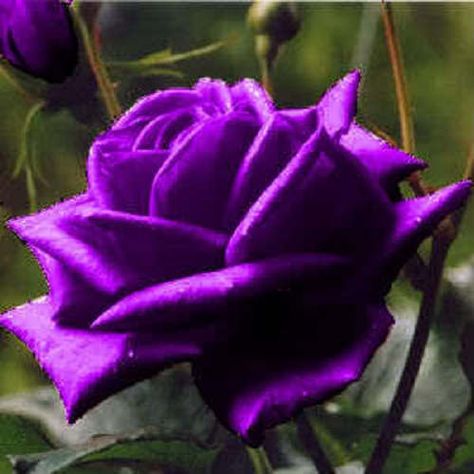 Perennial Flower, Purple Rose, Purple Roses, Flower Seeds, The Garden, Seeds, Roses, Ships, Purple