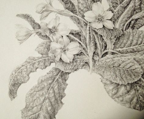 Dianne Sutherland: Primula vulgaris on kelmscott Vellum, SBA exhibition 2012 Vellum Drawing, Dianne Sutherland, Primula Vulgaris, Botanical Sketchbook, Graphite Drawings, Botanical Art, Watercolour Painting, Sketch Book, Drawings