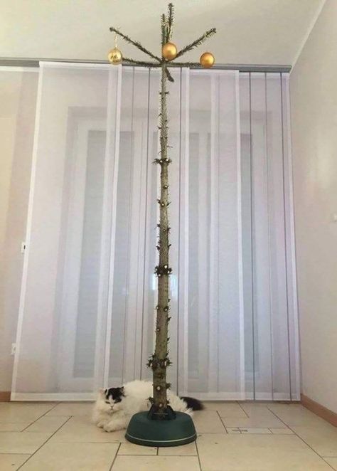 Cat Proof Christmas Tree, Funny Christmas Photos, Funny Christmas Pictures, Hate Christmas, Cat Proofing, Cat Christmas Tree, Cat Club, Funny Animal Pictures, Cat Owners