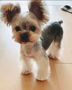 Teacup Yorkie Puppy Haircut, Morkie Puppies Haircuts, Yorki Poos, Yorkie Poo Haircut, Yorkie Puppy Haircuts, Yorkie Puppy Cut, Yorkie Haircut, Yorkie Hair, Yorkie Cuts