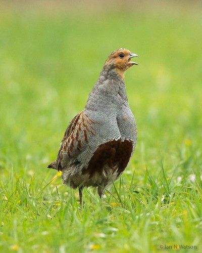 Grey Partridge | Appear to be doing well in my neck of the w… | Flickr Grey Partridge, Partridge, Christmas Traditions, Birds, Grey, Christmas