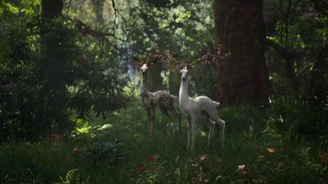 tony on Twitter: "This photo of deer in the Everglades was taken yesterday. The earth is healing. We are the virus.… " Pokemon Sawsbuck, Annihilation Movie, Feminist Literature, Alex Garland, Far Future, Cosmic Horror, Film Grab, Ex Machina, Movie Monsters