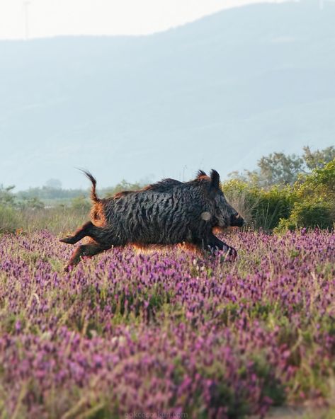 Wild Boar (Sus scrofa) observed by gokcecoskun on May 17, 2015 · iNaturalist.org Boar Aesthetic, Wild Boar Piglet, Wild Boars, Wild Boar Hunting, Boar Hunting, Wild Pig, Wild Hog, Carnival Posters, Living With Cats