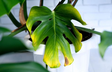 Indoor Plant Problems and Their Fixes | Miracle-Gro Yellow Leaves On Plants, Plant Leaves Turning Yellow, Garden Notes, Natural Insecticide, Plant Problems, Deco Nature, Plant Tags, Monstera Plant, Indoor Gardening