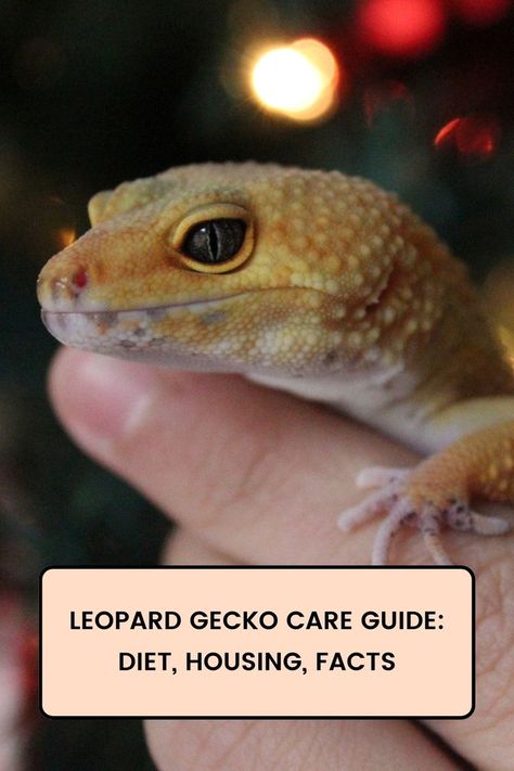 Leopard geckos are known for being quite easy to care for and therefore, many people get their kids a leopard gecko as a first reptile. However, there is more to proper leopard gecko care than just throwing a hide and a reptile carpet in a tank and feeding the leo every day. Leopard Gecko Diet, Leopard Facts, Gecko Morphs, Leopard Gecko Tank, Leopard Gecko Care, Leopard Gecko Morphs, Gecko Tank, Leopard Geckos, Selective Breeding