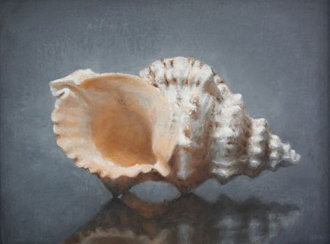 Conor Walton | Shell Conor Walton, Sea Urchins Art, Irish Artists, Shell Tattoos, Seashell Painting, She Sells Seashells, Chinese Symbols, Still Life Oil Painting, Still Life Drawing