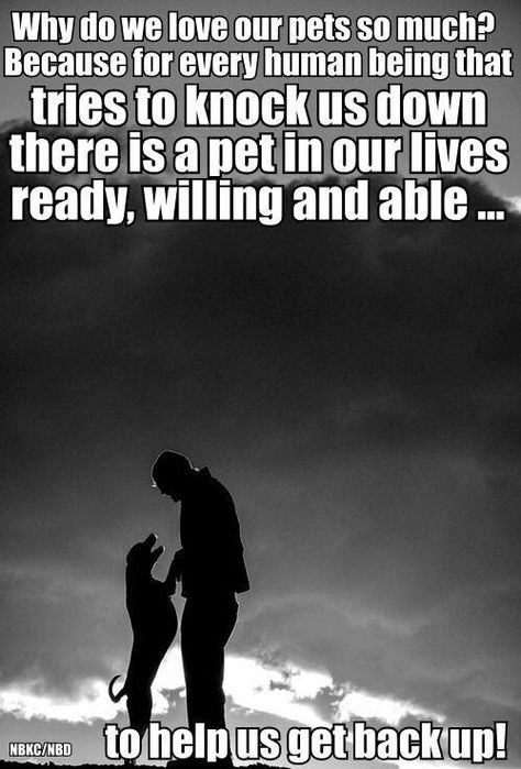 Animal Quotes, Dog Quotes, Dog Life, I Love Dogs, Dog Love, Puppy Love, Animals And Pets, A Dog, Animal Pictures