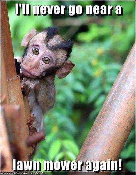 Poor monkey! :-) Double Mohawk, Funny Monkey Pictures, Funny Animal Faces, Monkeys Funny, Cute Monkey, Baby Monkey, Animal Faces, Weird Animals