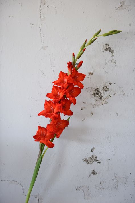 A gladiolus a day keeps the doctor away, proving that laughter is the best petal-cine! 🌺😄 

#FloralHappiness #BloomingHealthKick #Gladioli #ForeverBulbs Gladioli Flower, Fire Zodiac Signs, Fire Zodiac, Gladiolus Bulbs, Feel So Close, Floral Design Classes, Gladiolus Flower, Gladioli, Signs Wedding