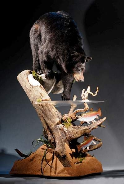 nice bear Deer Hunting Decor, Duck Mount, Bear Mounts, Taxidermy Decor, Fish Mounts, Animal Taxidermy, Taxidermy Display, Deer Mounts, Hunting Room