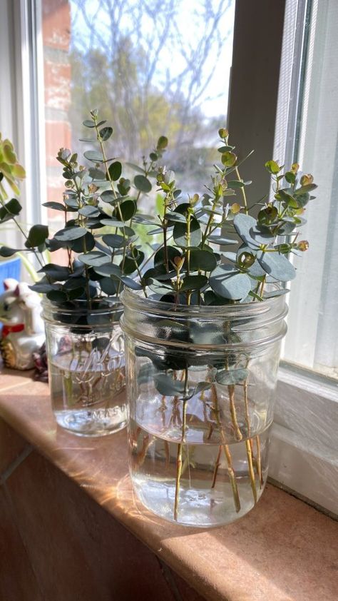 Plants That Root In Water, How To Propagate Honeysuckle, Rose Propagation In Water, Propagating In Water, Plant Clippings In Water, Plant Cuttings In Water, How To Propagate Plants In Water, Eucalyptus Propagation, Rooting Plants In Water